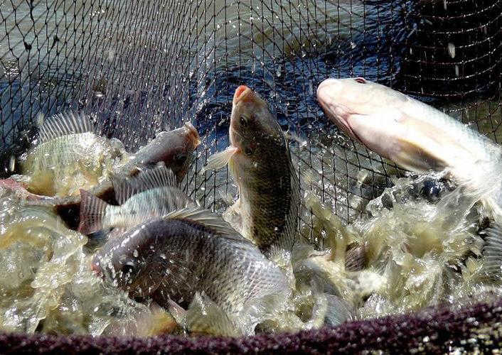 Ikan yang Mudah Dibudidaya di Lokasi Sempit